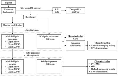 Effects of thermal and physical modification on functional properties of organosolv lignin from sugarcane bagasse and its application in cosmeceutical products